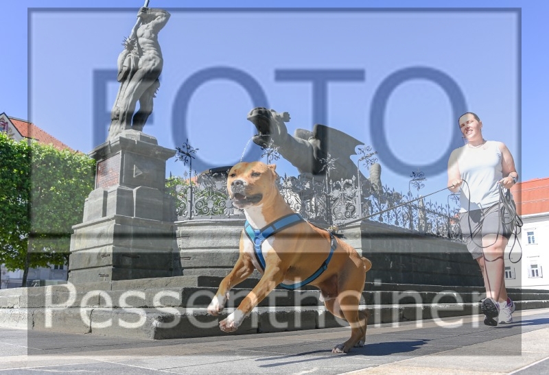 Pettrailer (06.06.2022)_4