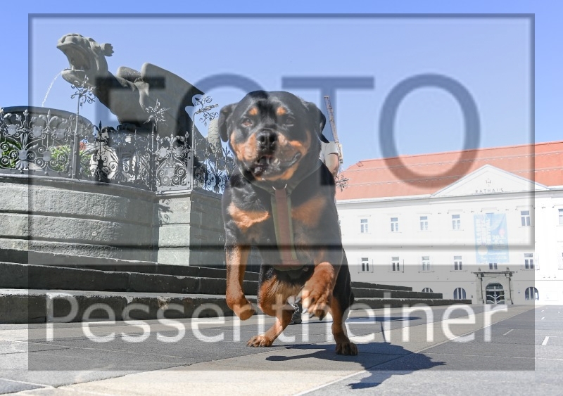 Pettrailer (06.06.2022)_9