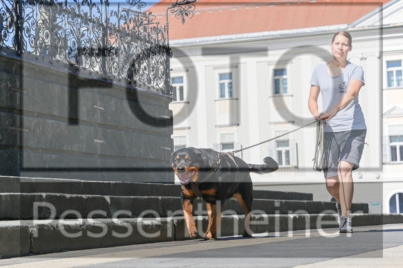 Pettrailer (06.06.2022)_10