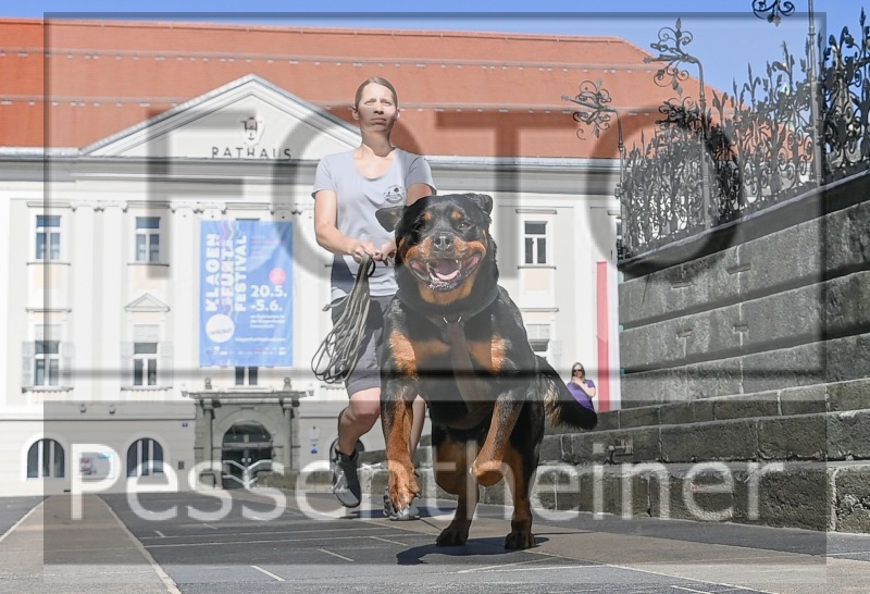 Pettrailer (06.06.2022)_1