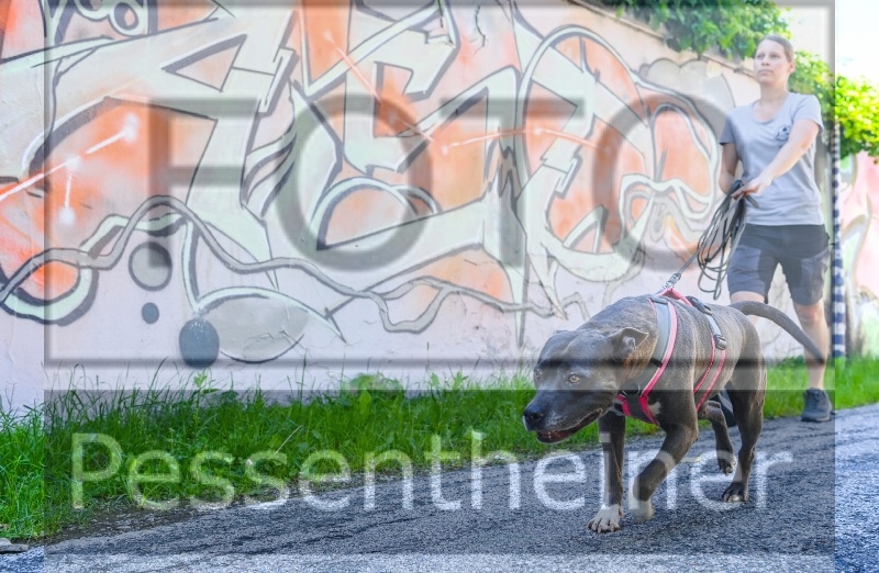 Pettrailer (06.06.2022)_7