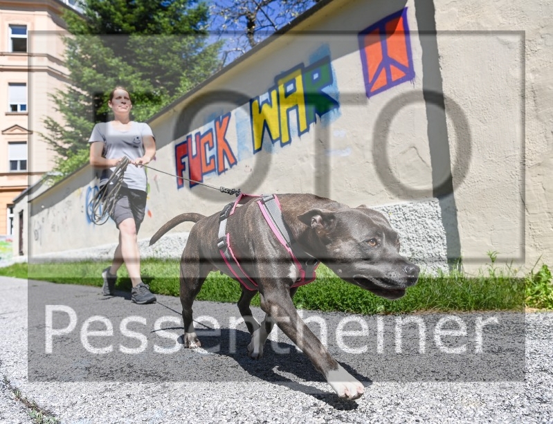 Pettrailer (06.06.2022)_4