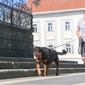 Pettrailer (06.06.2022)_10