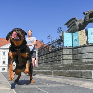 Pettrailer (06.06.2022)_2