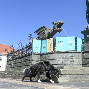 Pettrailer (06.06.2022)_3