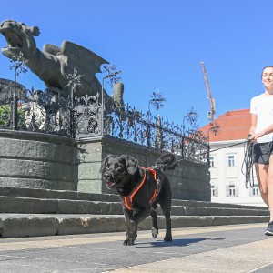 Pettrailer (06.06.2022)_4