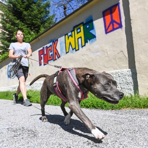 Pettrailer (06.06.2022)_4
