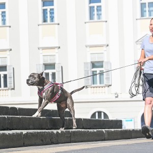 Pettrailer (06.06.2022)_5