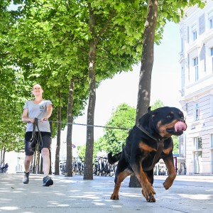 Pettrailer (06.06.2022)_9