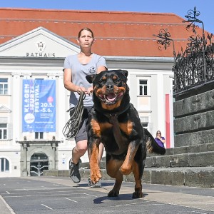 Pettrailer (06.06.2022)